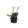 Christmas orchid in a Katie peckett gift branding