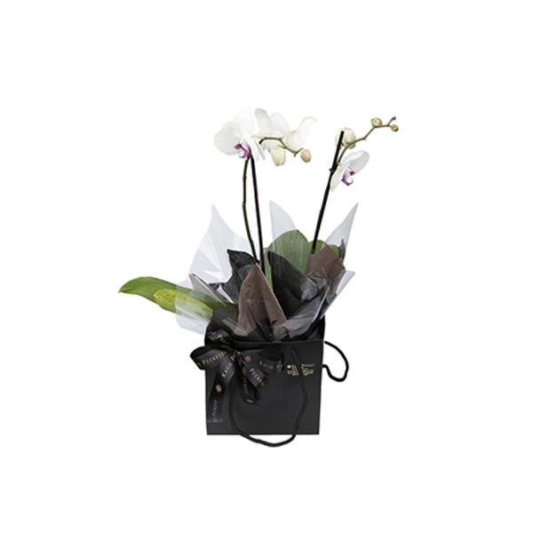 Christmas orchid in a Katie peckett gift branding